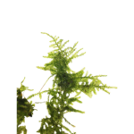 Moss - Christmas