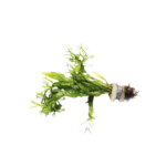 Java Fern - Microsorum - Windelov