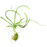 African Onion Plant - Crinum calamistratum