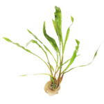 Cryptocoryne - Crypt - Spiralis