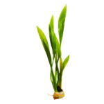 Echinodorus - Sword - Decumbens