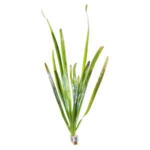 Vallisneria