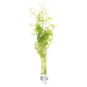 Ceratopteris - Water Sprite