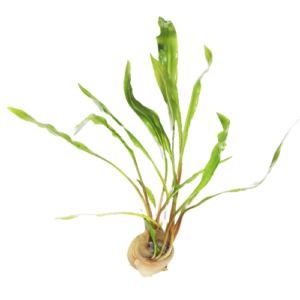 Cryptocoryne - Crypt