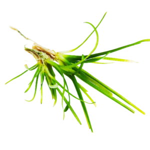Sagittaria