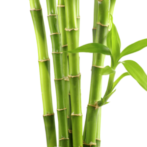 Bamboo