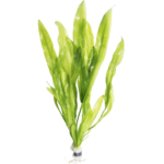 Echinodorus - Sword - Major - Ruffles
