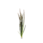 Vallisneria - Spiralis Leopard